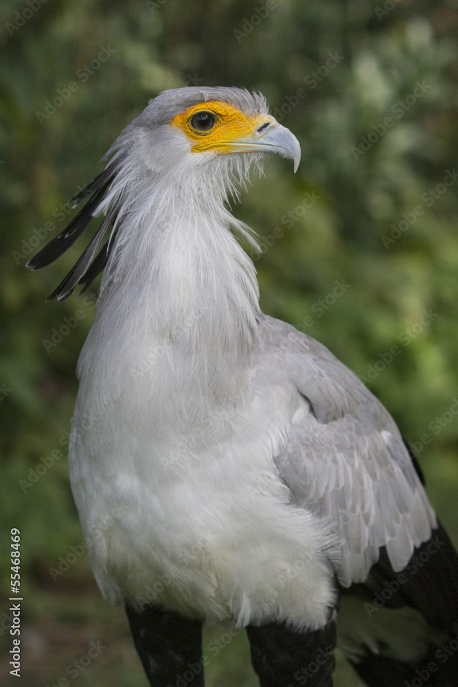 Secretary Bird (Sagittarius Serpentarius) Secretary Bird (Sagittarius Serpentarius)