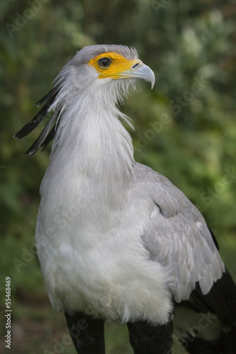 Secretary Bird   Sagittarius Serpentarius 