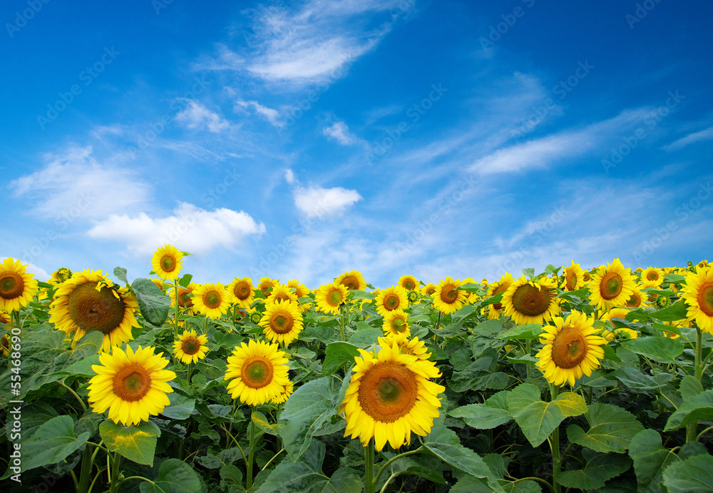 Obraz premium sunflower field