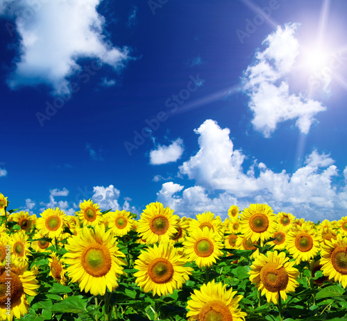 sunflower field