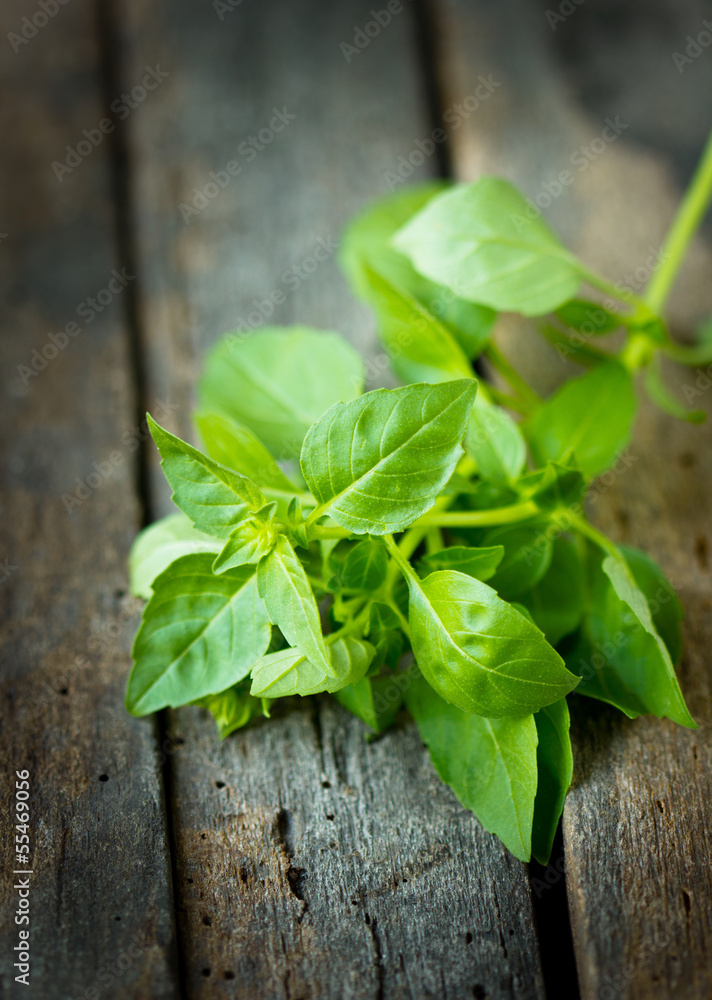 Fresh basil on the wooden table Fresh basil on the wooden table