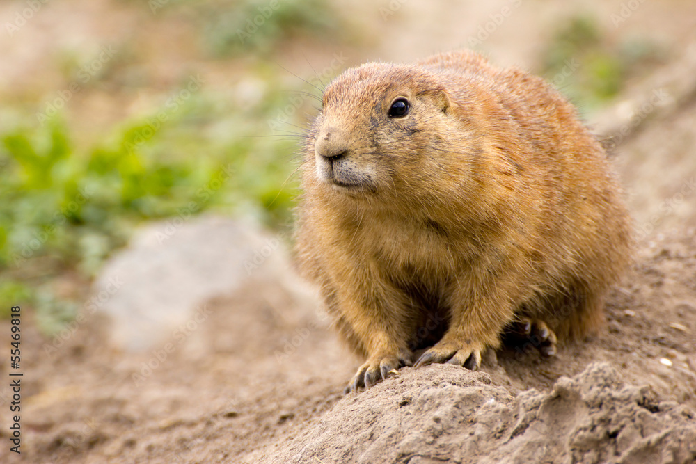 Close-up of a prairie dog (Cynomys) Close-up of a prairie dog (Cynomys)