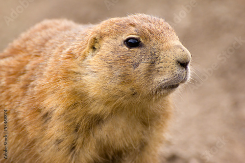 Close-up of a prairie dog (Cynomys)