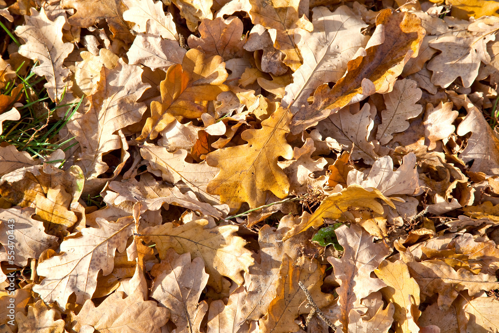 Oak leaves, background