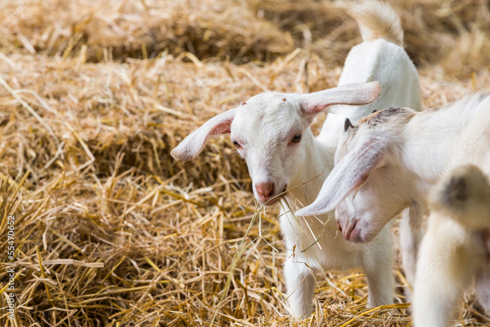 Young goats in farm Young goats in farm