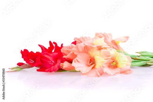 Fototapeta Naklejka Na Ścianę i Meble -  gladiolus flower