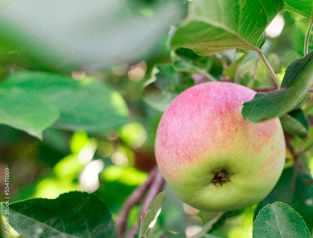 apple tree apple tree