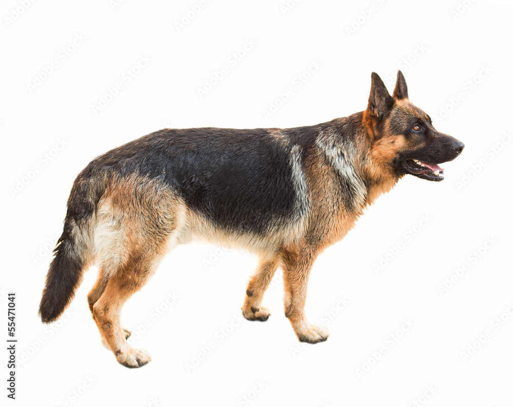 German Shepherd Dog German Shepherd Dog
