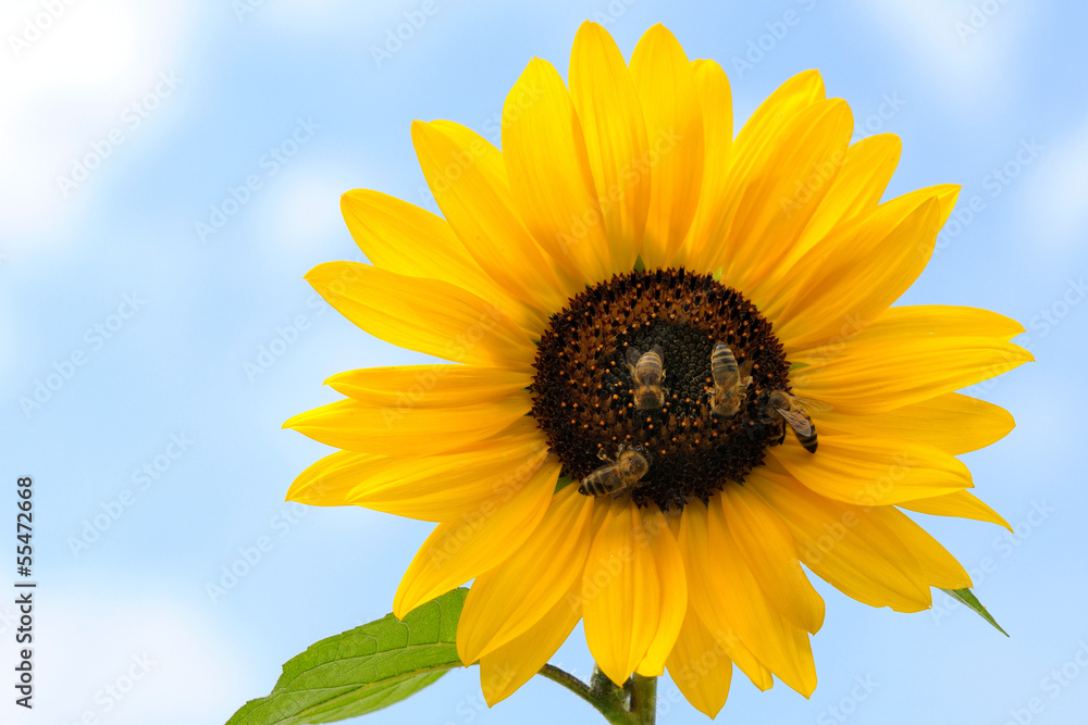 Sonnenblume StockFoto Adobe Stock