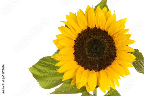 Fototapeta Naklejka Na Ścianę i Meble -  Sunflower isolated in white