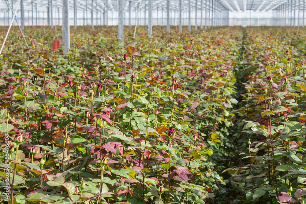 Obraz premium Rose cultivation in a big Dutch greenhouse