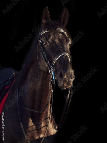 portrait of Beautiful black dressage horse at black background