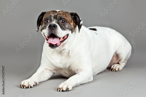 American Bulldog portrait on a grey background