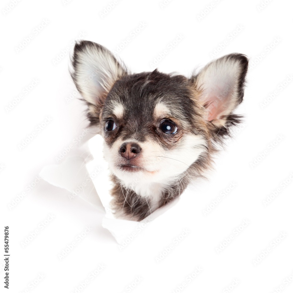 chihuahua puppy  in paper