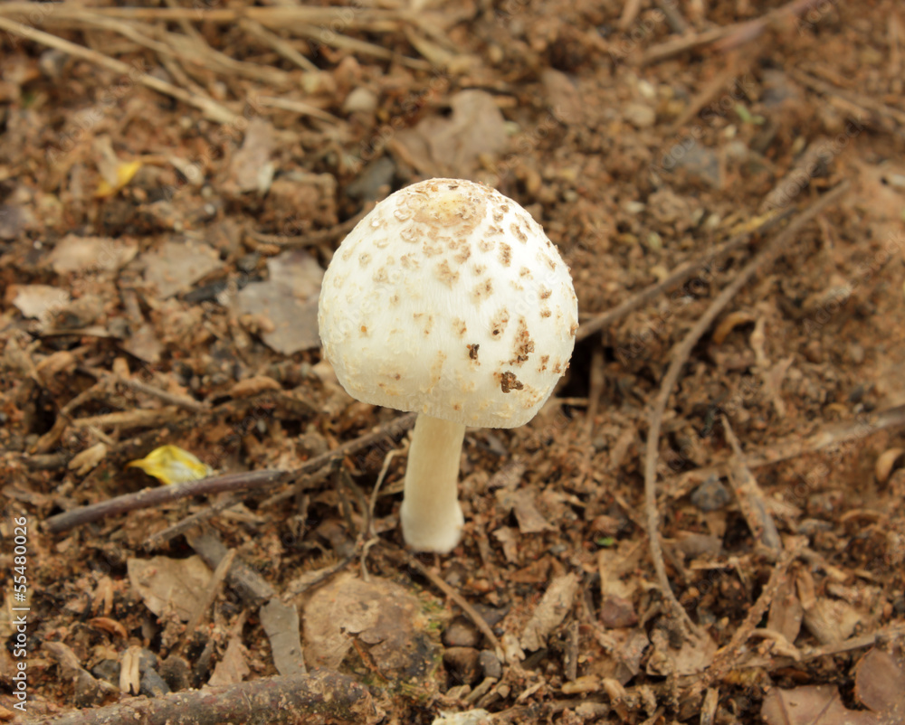Mushrooms in the forest Mushrooms in the forest