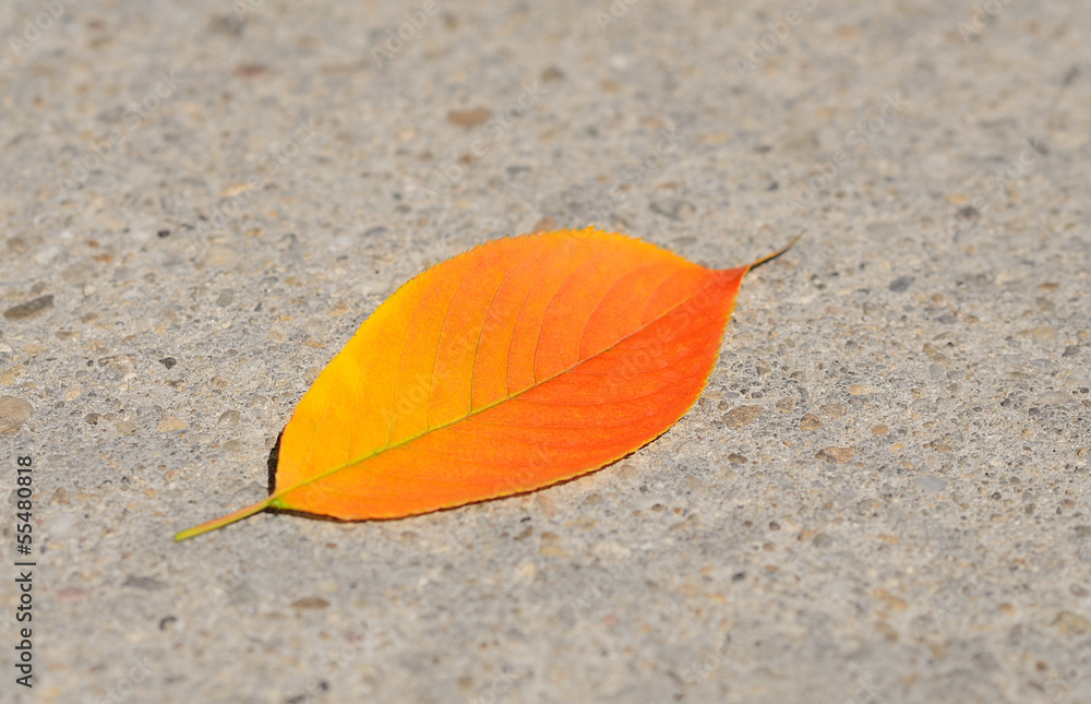 Autumn leaf on the pavement
