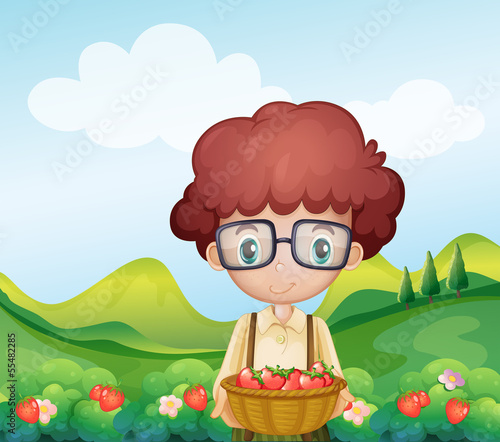 A boy harvesting strawberries