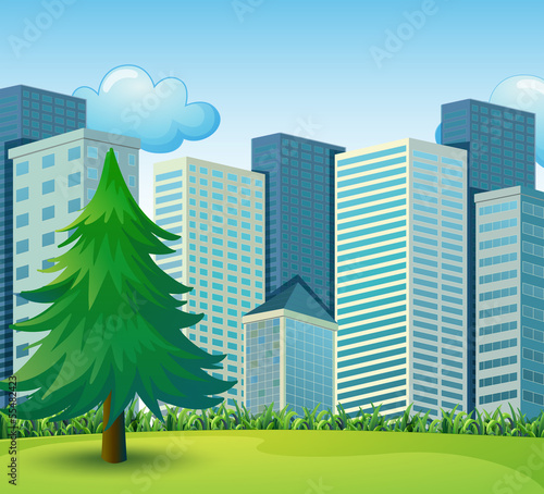 A big pine tree growing near the tall buildings