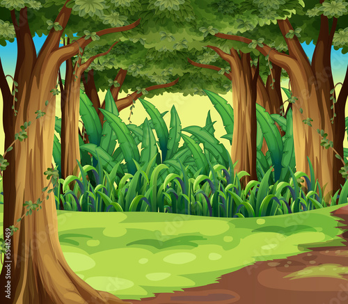 Giant trees in the forest