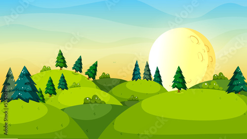 Pine trees above the hills