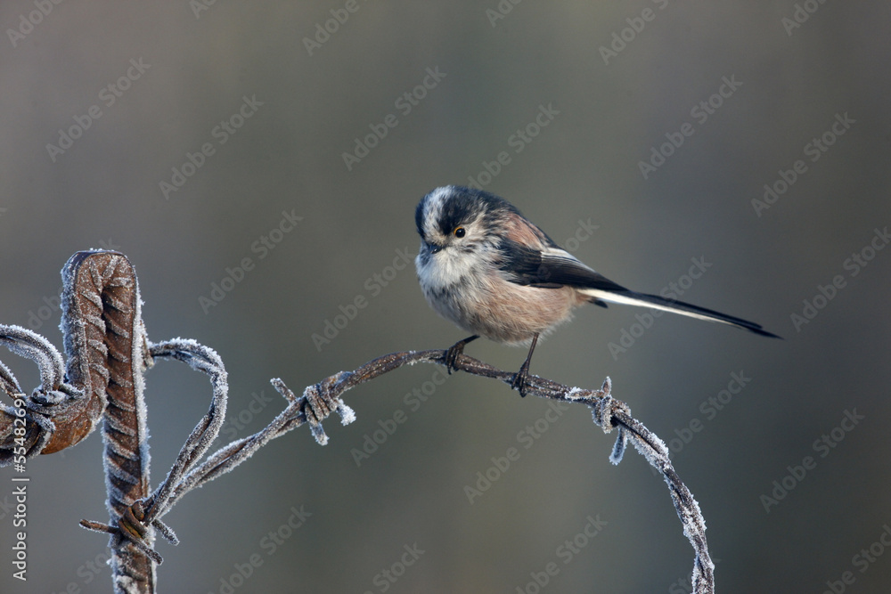 Fototapeta premium Long tailed tit, Aegithalos caudatus