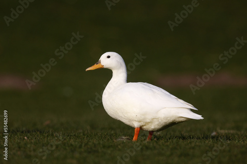 Photos Mallard, Anas platyrhynchos
