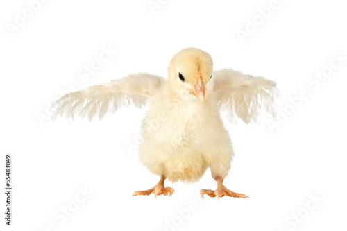 Cuty chick flapping its wings, isolated on a white background. photo