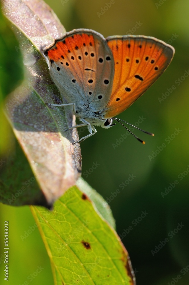 Fototapeta premium Lycaena dispar