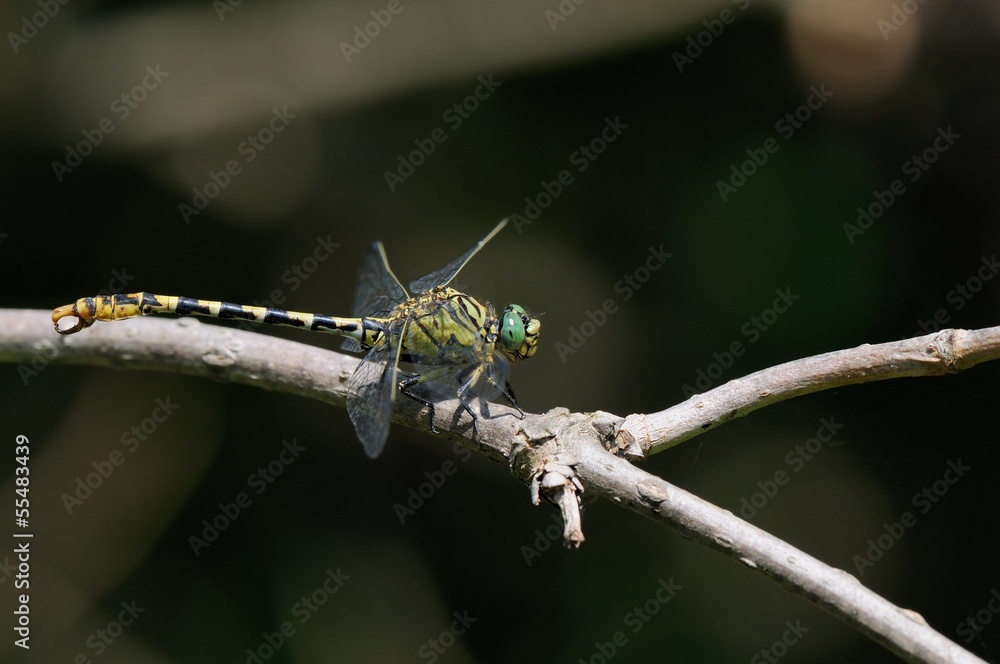 Onycogomphus forcipatus ssp.forcipatus,maschio Onycogomphus forcipatus ssp.forcipatus,maschio