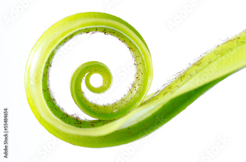 Exotic tropical curl shoots leaf