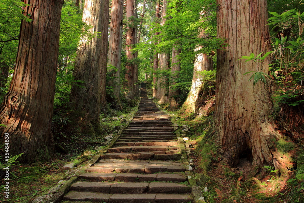 Obraz premium Haguroyama podejście do drzew cedrowych