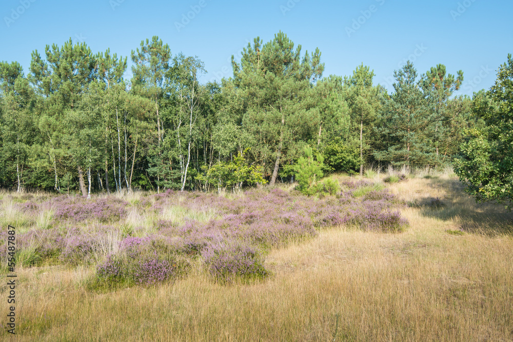 Colorful landscape with pink blooming heath Colorful landscape with pink blooming heath