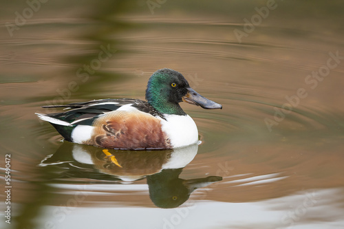 Shoveler - Anas clypeata photo