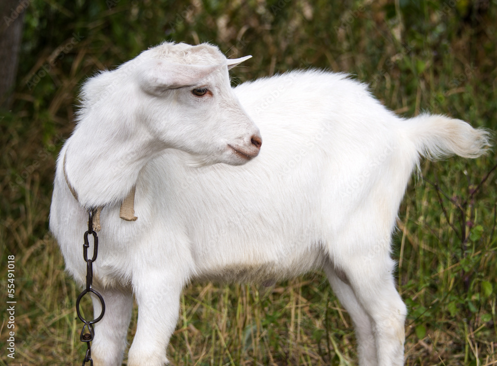 White goat grazes White goat grazes