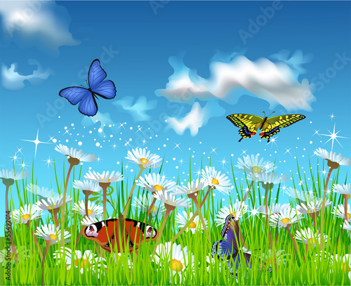 butterflies flying in the field of daisies