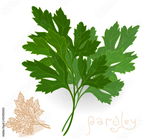 Fresh parsley leaves on white. Vector.