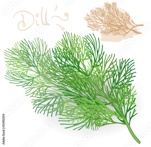 Fresh fennel leaf on white. Vector.