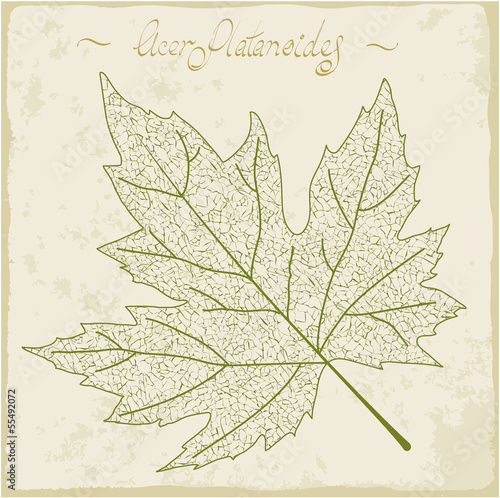 Maple leaf skeleton. Vector.