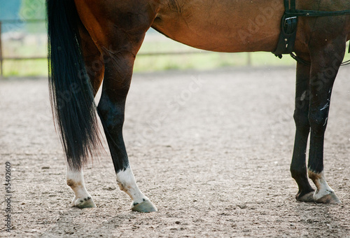 horse in paddock © Mari_art