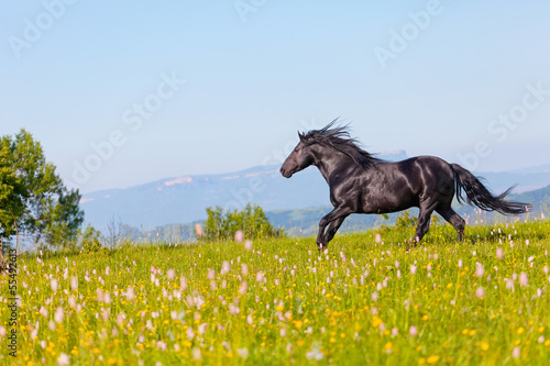 Arab racer runs on a green summer meadow
