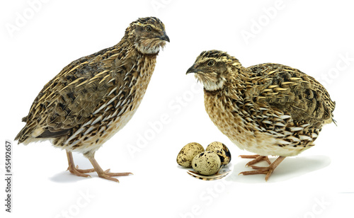 Quails with eggs on  white background