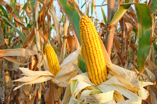 Obraz na plátne Ripe Corn Field