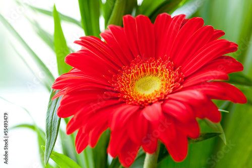 Flower Background. Red Gerbera Flower . Flower design