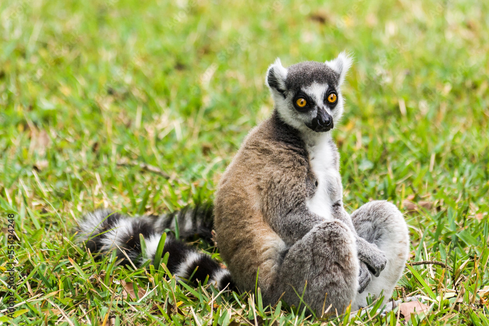 Obraz premium Lemur catta of Madagascar