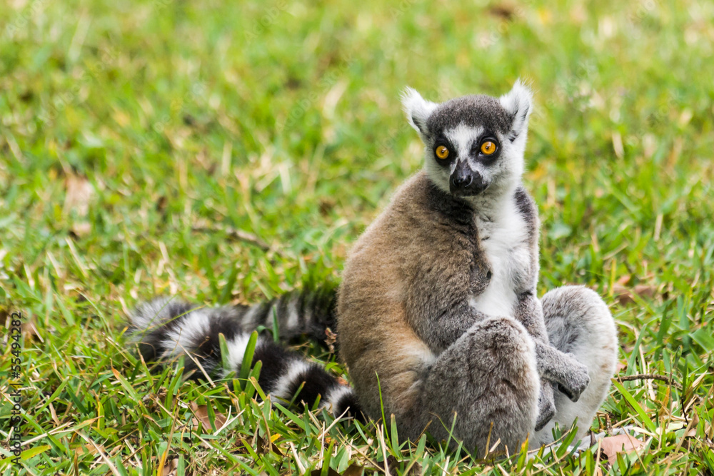Fototapeta premium Lemur catta of Madagascar