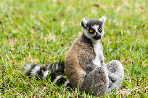 Lemur catta of Madagascar