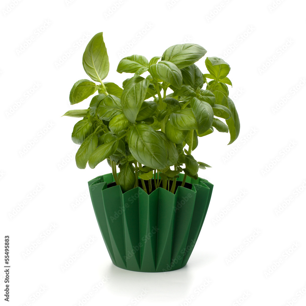 Naklejka premium Sweet basil leaves