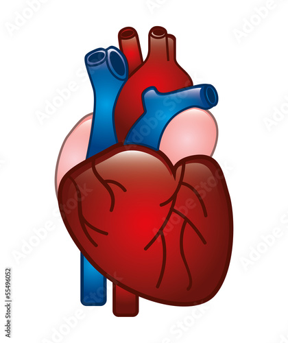 human heart