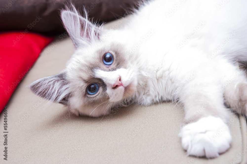 Siberian Cat Neva Masquerade Stock Photo Adobe Stock