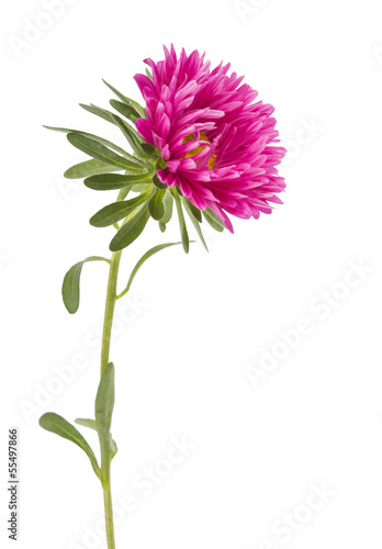 pink aster isolated